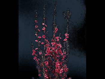 Crimson Glory Myrtaceae