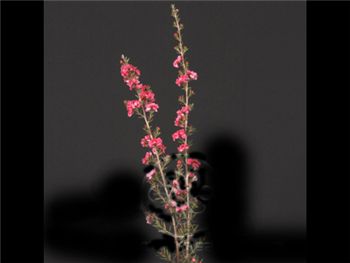 Lepto Hot Pink Myrtaceae