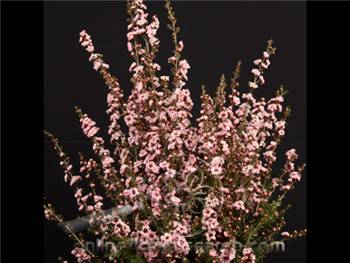 Lepto Light Pink Myrtaceae