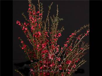 Lepto Red Myrtaceae