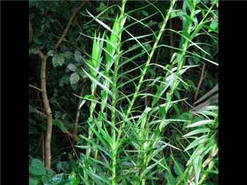 Bamboo Orchid Orchidaceae