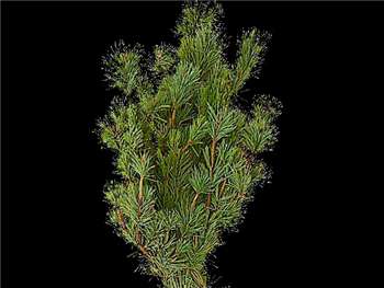 Shore Pine Pinaceae