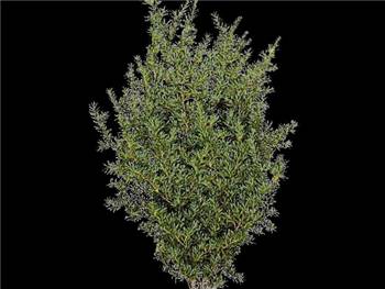 Mountain Hemlock Pinaceae