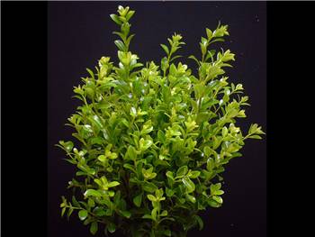 Mountain Green Pittosporaceae