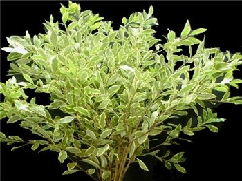 Tenuifolium Pittosporaceae