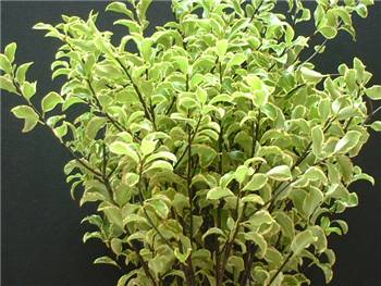 Wendell Channon Pittosporaceae