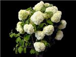 Late Season Snowballs Adoxaceae