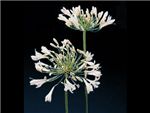 Alba Agapanthaceae