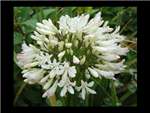 White Agapanthaceae
