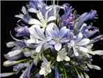 Blue Agapanthus