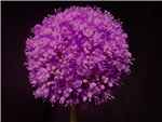 Purple Sensation Alliaceae