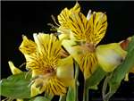 Golden Delight Alstroemeriaceae