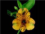 Jamaica HFC Alstroemeriaceae