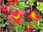 Red Baron Alstroemeriaceae