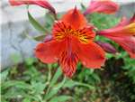 Tall Red Alstroemeriaceae