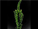Green Upright HFC Amaranthaceae