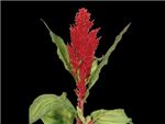 Century Rood HFC Amaranthaceae