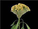 Yellow HFC Amaranthaceae