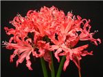 Bagdad Red Amaryllidaceae