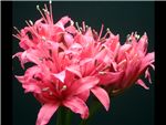 Magenta Amaryllidaceae