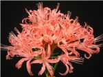 Salmon Queen Amaryllidaceae