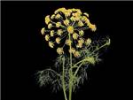 Dill Graveolens HFC