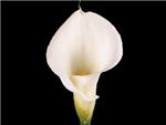 Aethopica White Araceae