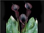 Black Crusader Araceae