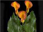 Orange Beauty Araceae
