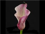 Posey Etude Araceae