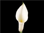 White Araceae