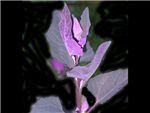 Hortensis Asteraceae