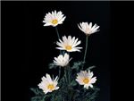 Daisy Margarite Asteraceae
