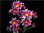 Daisy Purple White Asteraceae