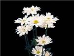 Daisy White Asteraceae