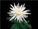 Delstar White Asteraceae