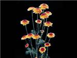 Funray Asteraceae