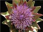 Globe Artichoke Asteraceae