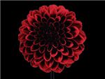 Night Queen Asteraceae