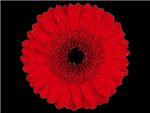 Amy Asteraceae