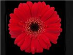 Burgandy Asteraceae