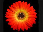 Charming Asteraceae