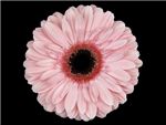 Cherany Asteraceae