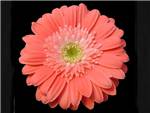 Cumbia Asteraceae