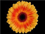 Divine Asteraceae