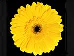 Essandre Asteraceae