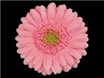 Evi Asteraceae