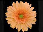 Galaxy Asteraceae
