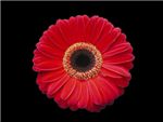 Kennedy Asteraceae
