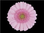 Nienke Asteraceae